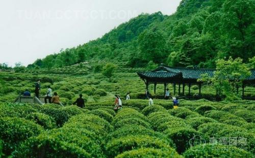  2日>—【自组】英德葡萄庄园 千亩茶趣园 九州驿站 深山树上彩虹温泉